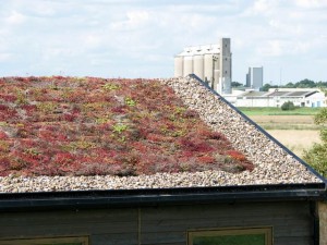 Sedum Green Roof 2015