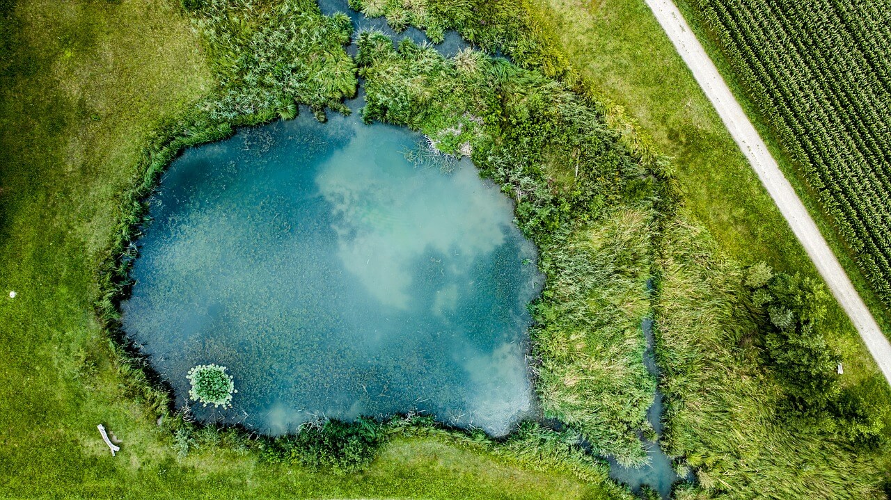 Pond surrounded by grass and bushes