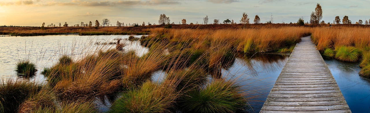 wetlands at sunset